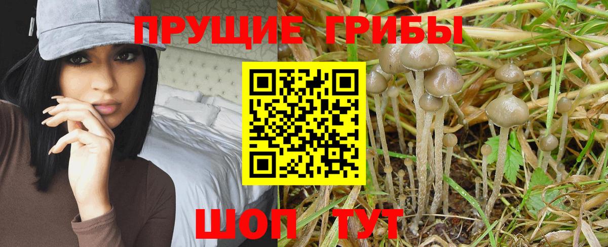 Можга  Галлюциногенные грибы Psilocybe  Вход с VPN 